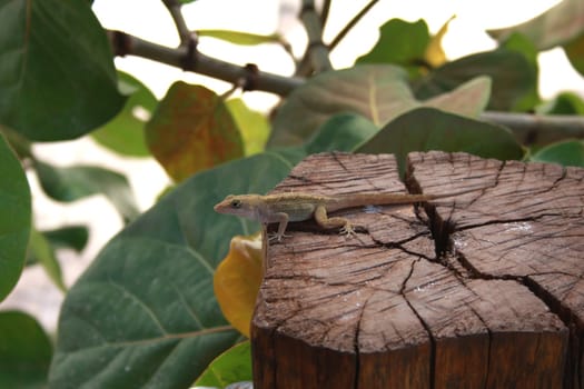 Small tropical lizard on tree stump