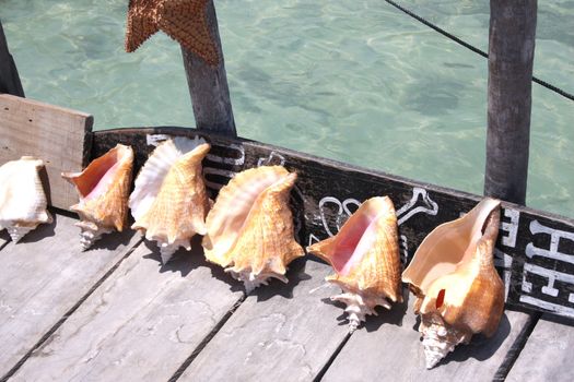 Seashells lined up on wooden pier