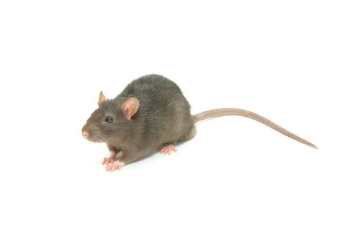 funny rat  isolated on white background