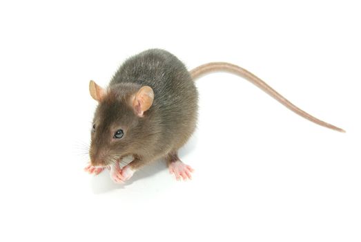 funny rat  isolated on white background