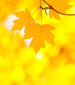 autumn leaves background in sunny day