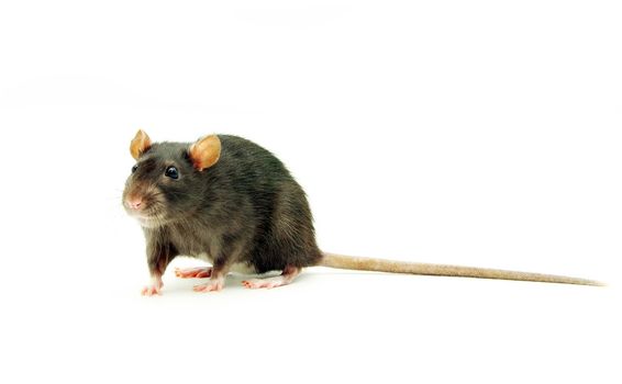 funny rat  isolated on white background