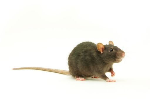 funny rat  isolated on white background