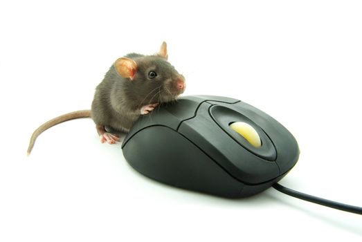 Rat and a computer mouse on white background