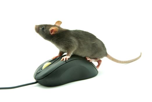 Rat and a computer mouse on white background