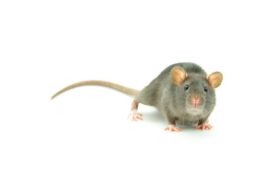 funny rat  isolated on white background