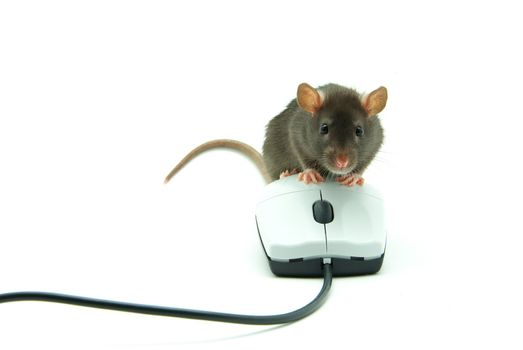 Rat and a computer mouse on white background