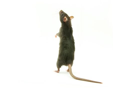 funny rat  isolated on white background