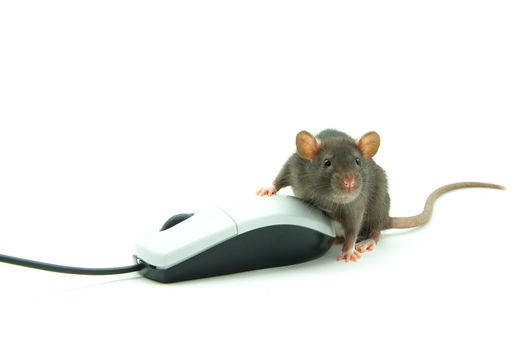 Rat and a computer mouse on white background