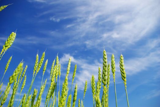  Early summer corn with a blue sky background