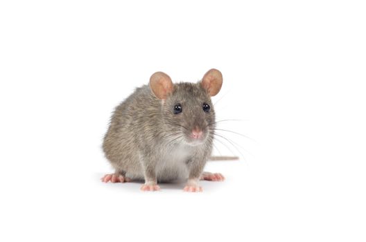 rat  isolated on white background