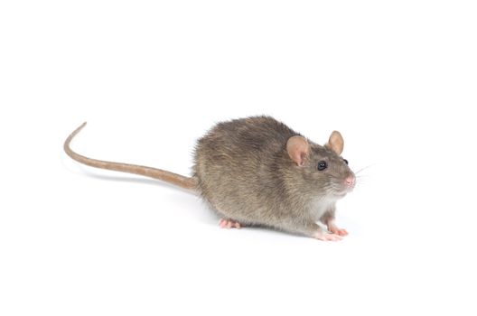 rat isolated on white background