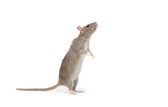 rat isolated on white background