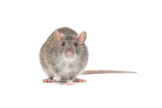 rat isolated on white background