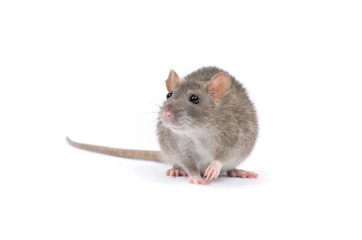 rat isolated on white background