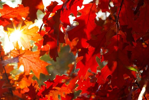 autumn leaves background in sunny day