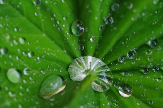 green leaves foliage at springtime outside in the nature