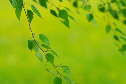 green leaves foliage at springtime outside in the nature