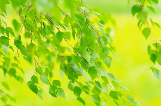 green leaves foliage at springtime outside in the nature