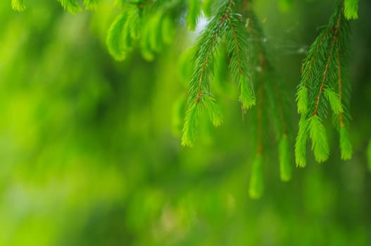 green leaves foliage at springtime outside in the nature