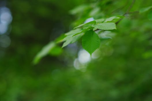 green leaves foliage at springtime outside in the nature