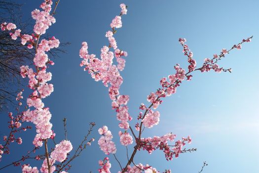 close-up of a pink flowered tree cherry