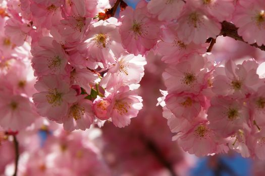 close-up of a pink flowered tree against sky