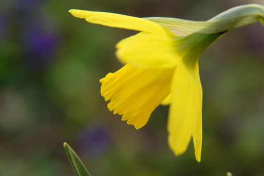 dafodil very shallow depth of field. outside