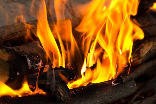 Fire, burning branches of a tree on a barbecue