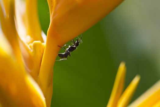 close up view of black ants crawling on the yellow heliconia flower