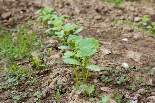 young shoots of cucumber on a bed in the garden