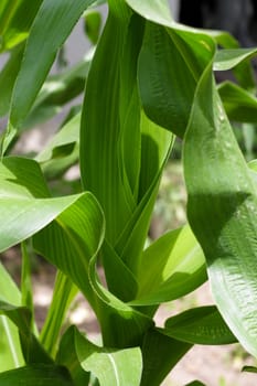 Green leaves of corn as a background