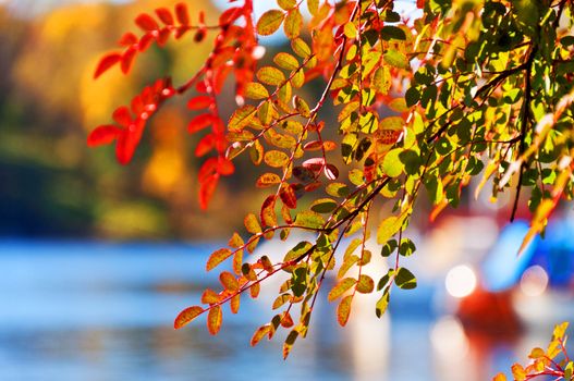 Leaves on tree brunch with beautiful bokeh