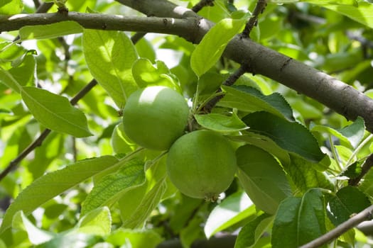 Two green apples on branch