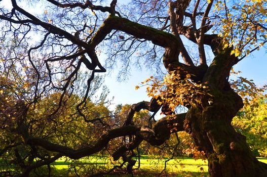 Branchy old tree at fall botanic garden Oslo Norvay