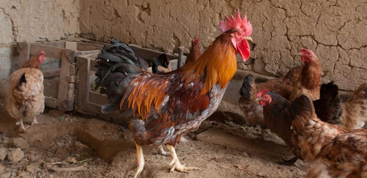 Chickens and rooster in henhouse on country farm 