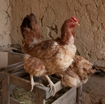 portrait of a chicken