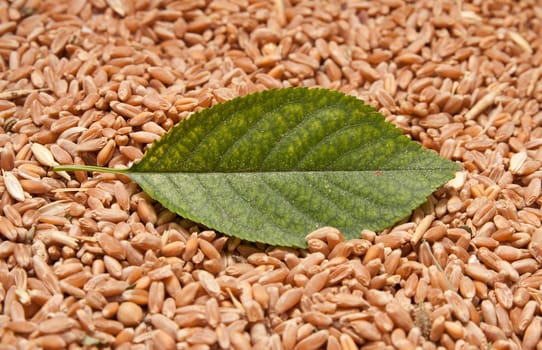 Green sheet from a tree against wheat