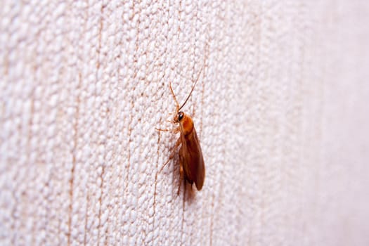 cockroach on the wall