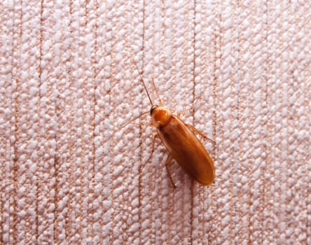 cockroach on the wall