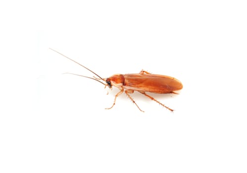 cockroach on white background 