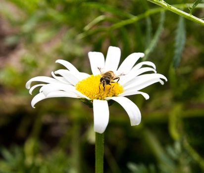 The bee on a camomile collects honey