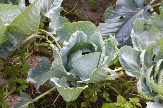 cabbages in the garden