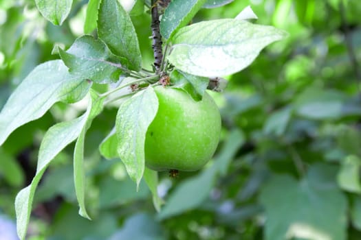 green apple on a tree