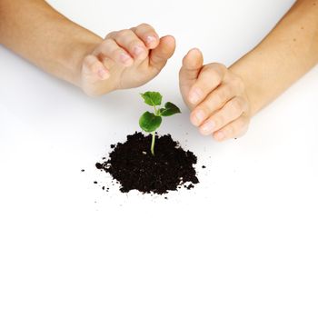 young plant cover their hands on a white background