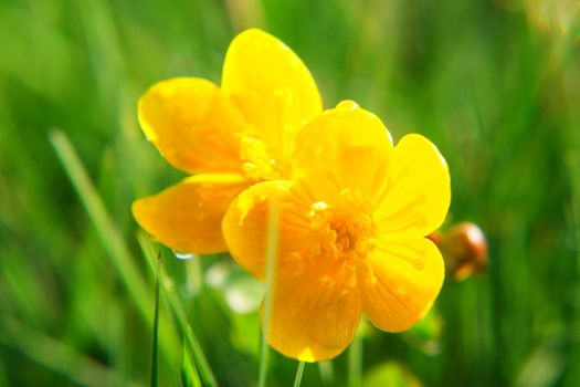 spring flowers in the meadow on a sunny day