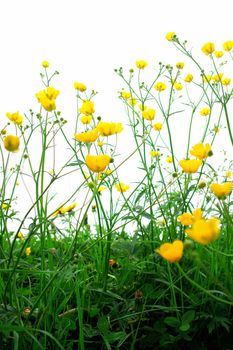 Springflowers isolated on white background with grass and soil...........