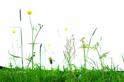 Springflowers isolated on white background with grass and soil...........