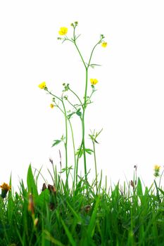 Springflowers isolated on white background with grass and soil...........