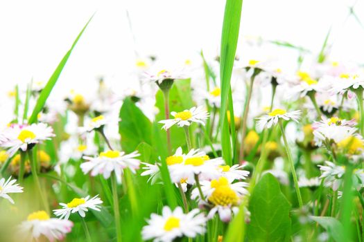 Flowers on a field against an isolated background